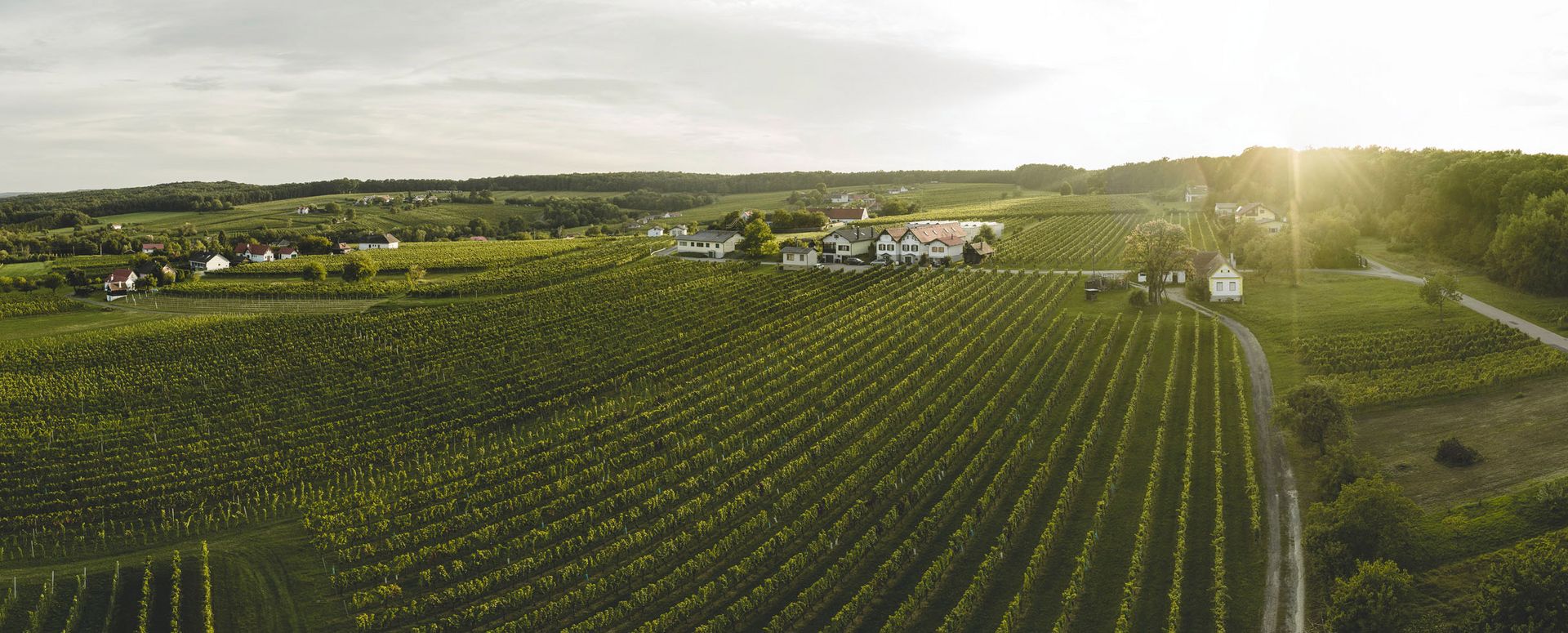 Das kleinste Weinbaugebiet im Burgenland