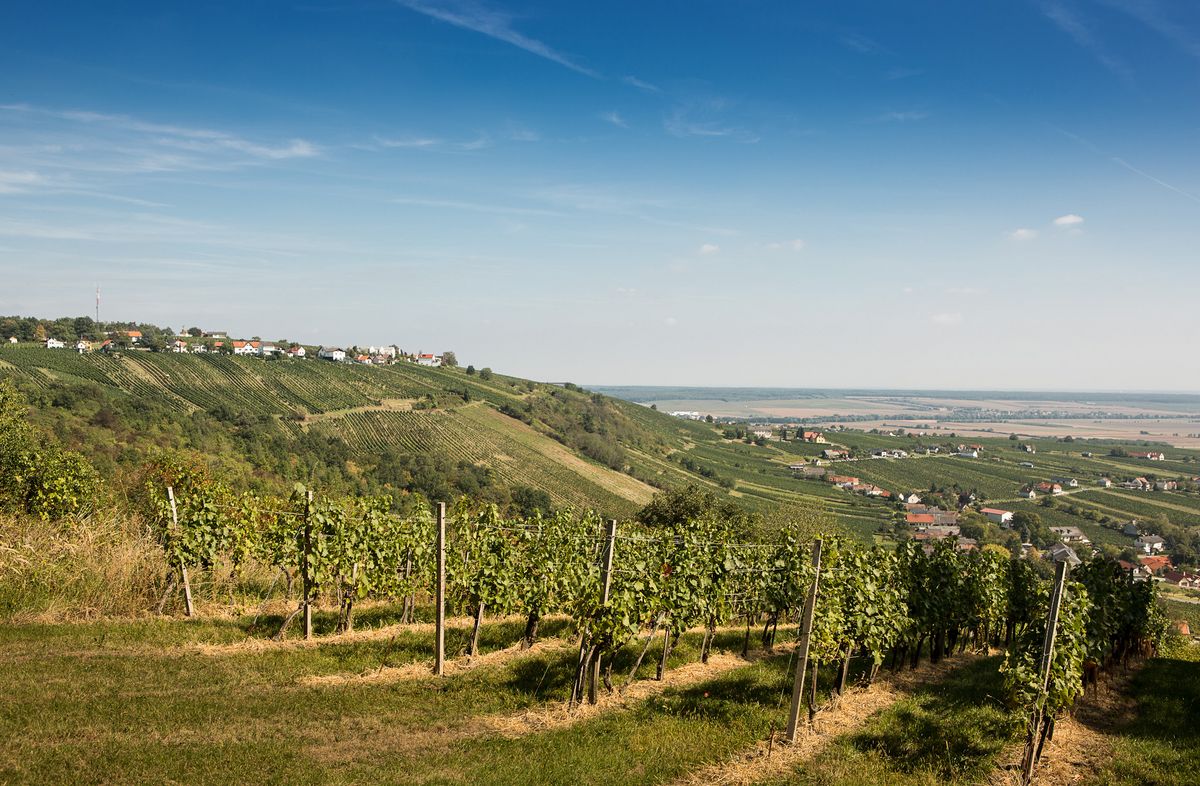[Translate to Ungarisch:] Landschaftsbild der Weinidylle mit Weinreben im Vordergrund